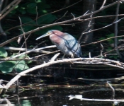 2016 06 11 WildLife MPLS 174